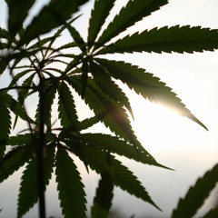 cannabliss