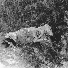 Day After Joy/The Amoebas