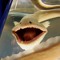 smartpixlp