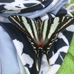 K-ron Sweetgirljones