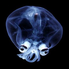 DJ Invisible Squid