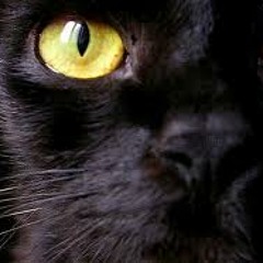 Blkcatmoan