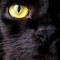 Blkcatmoan
