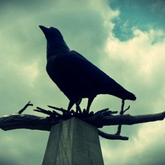 Perching Crow