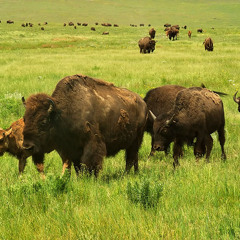 The Herd OFFICIAL PAGE