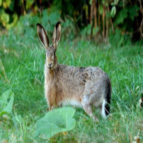 download jack rabbit game download jack rabbit game