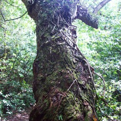 The victory is ours (Abyssic Hate/Absurd cover).