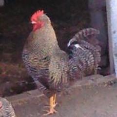 jalbertt