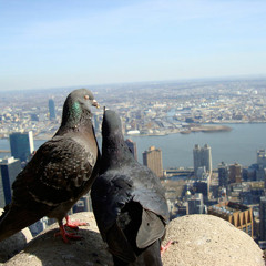 Useless Pigeon