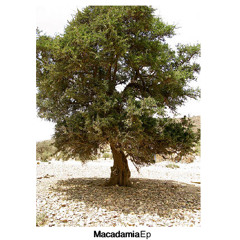 Macadamia 'Official'