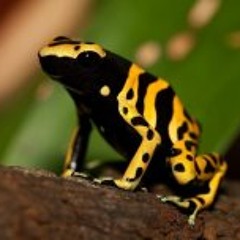 Wojciech Dobrowolski