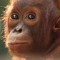 Oranguteng