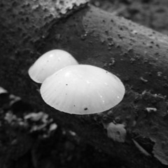 Sound the Bugle - Bryan Adams Cover