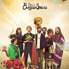 buffaloswans