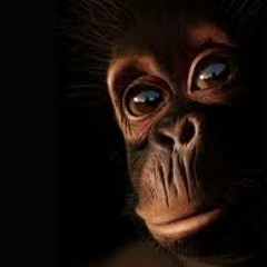 Never Trust A Monkey