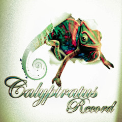 Calyptratus Record