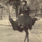 Riding Emus