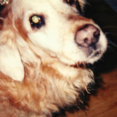 The Sea And The Rhythm (Iron & Wine Cover)