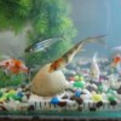 bmsdangol@hotmail.com