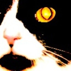 fuzzoid