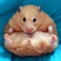 RJ an da tranquil hamster