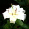 White Lily