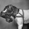 Antistaticanimal