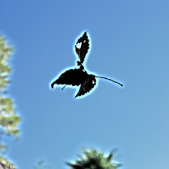 Stereo Nomadic Orchestra