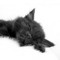 Katsumi Kat