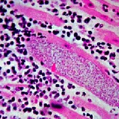 SiGnOrInA.RoTtEnMaYeR