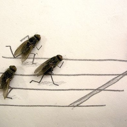 интересные факты о мухах. крошка от хлеба. муха на еде. муха прикол. взгляд мухи и пчелы.