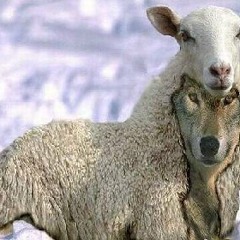 d-sheep