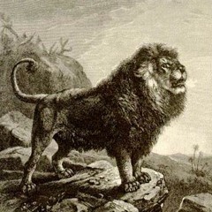 Cheb hasni dirini flbal