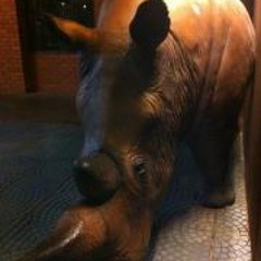Rhino Lee