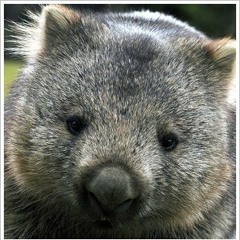 nacktnasenwombat