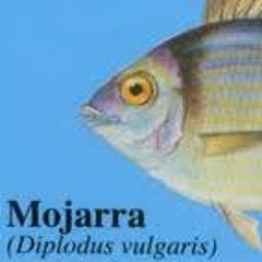 Mojarra (MoJysTyL3)
