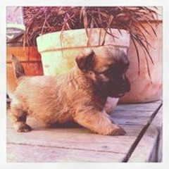 Brendan van den Bosch