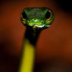 Julian Andres Chaves