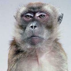 DLombardiJr