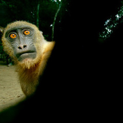 Renounce Apprehension