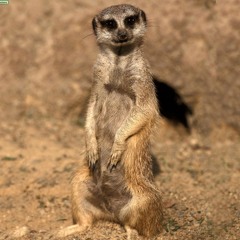 DJMeerkat