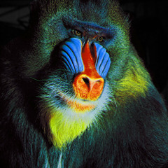 bluemonkeysoundscape