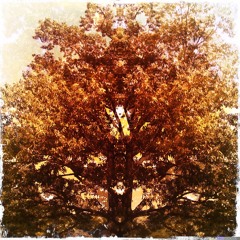 Mallory J. Johns Music