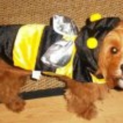 Stephanie Horton Hrisko