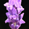 Lavender Smell