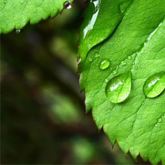 Greencraft