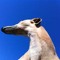 gr3yhound