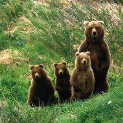 Bears On Parade
