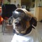 djingothedog