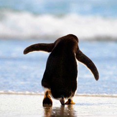 PerfectPenguin